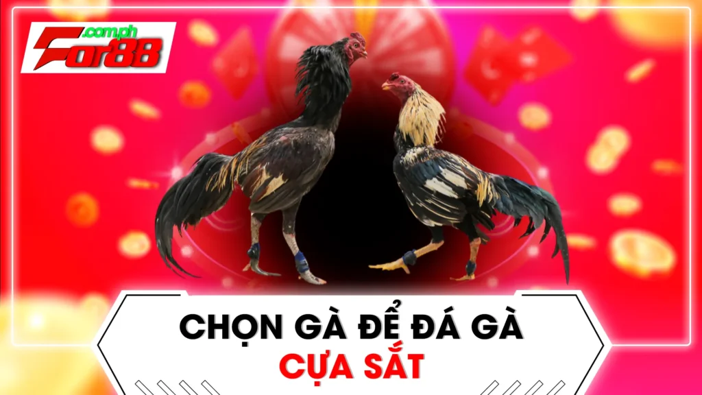 đá gà cựa sắt 01